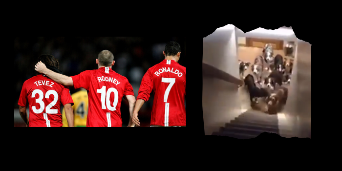 Fantazja kibica Manchesteru United... Carlos Tevez i Cristiano Ronaldo mają swoje miski, posłania i zabawki (VIDEO)